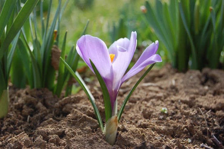 Vårkrokus