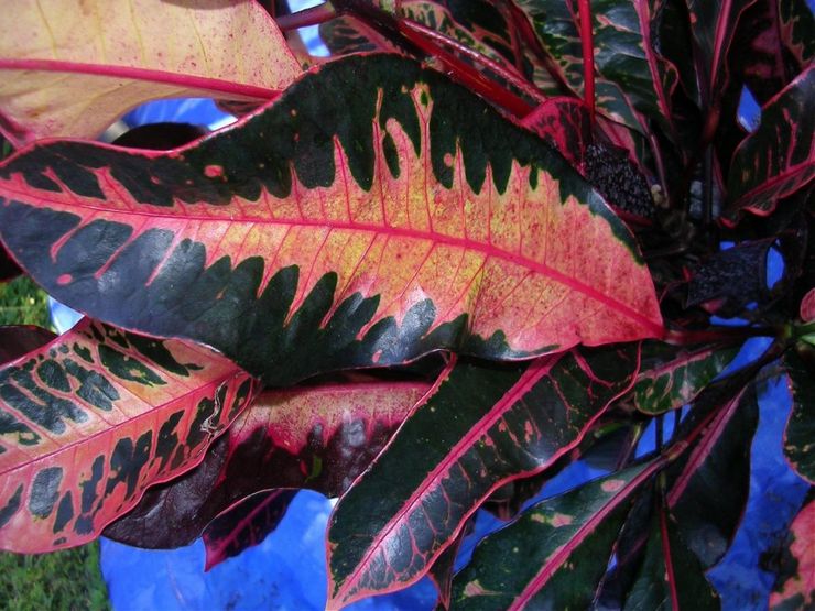 Croton Putera Hitam