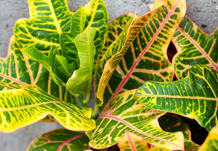 Croton Cemerlang