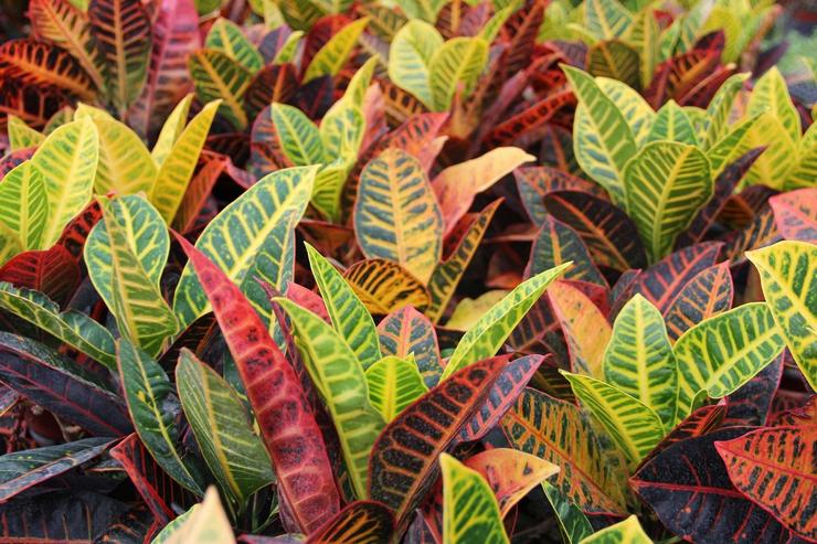 Croton Petra