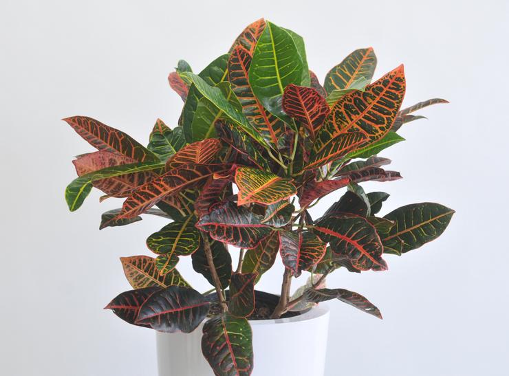 Croton (Codiaum)