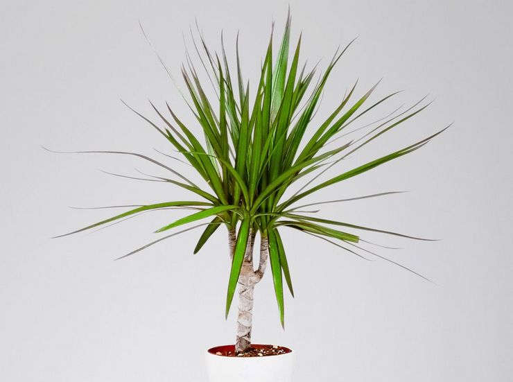 Dracaena gränsade