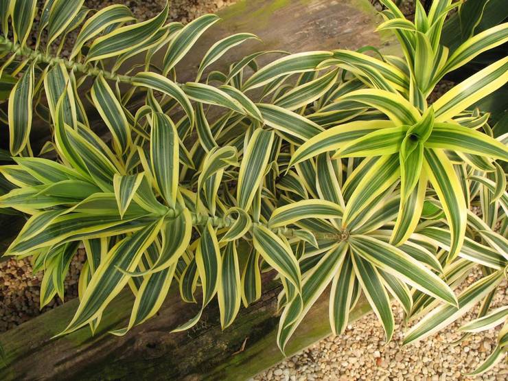 Dracaena tanpa henti