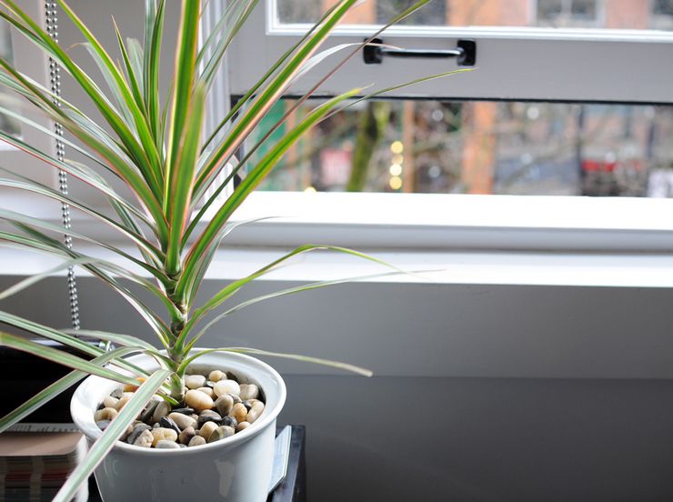 Dracaena vård hemma