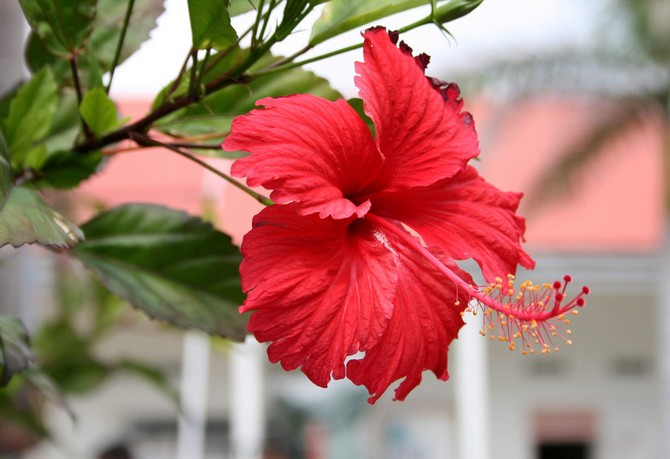 Inomhus hibiskus - hemvård. Beskärning och återplantering. Fortplantning. Befruktning och vattning