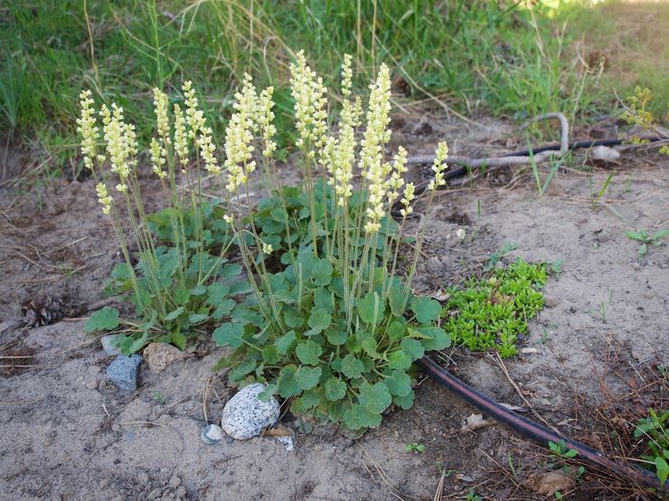 Silinder Heuchera