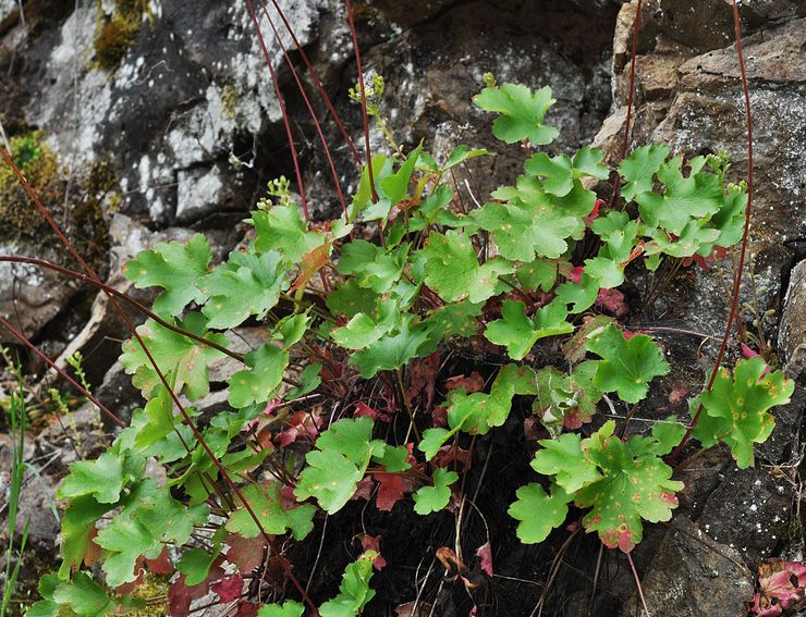 Krusbär Heuchera