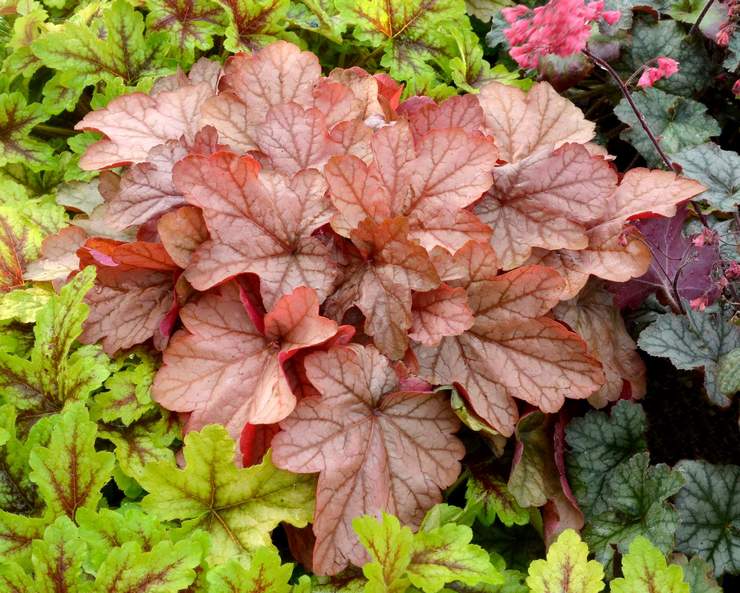 Heuchera hybrid