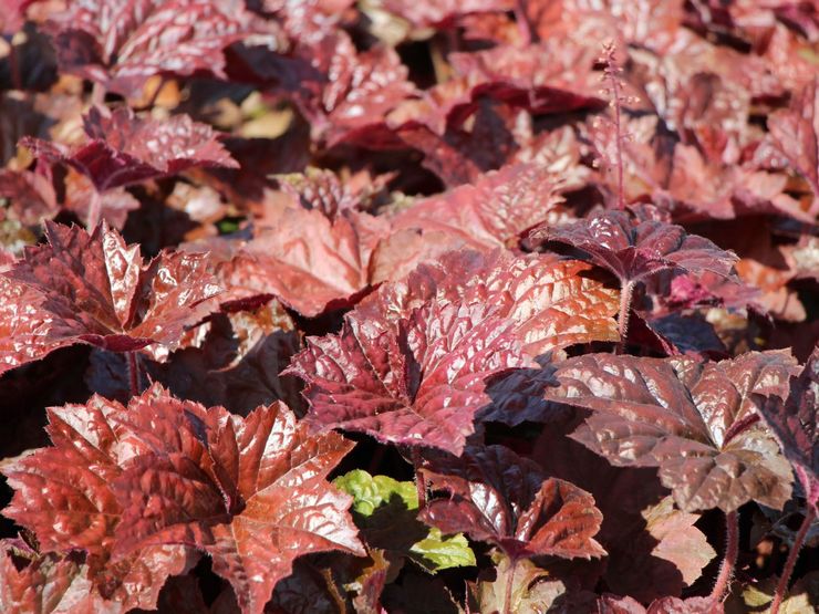 Heuchera småblommig