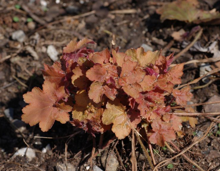 Heuchera berbulu