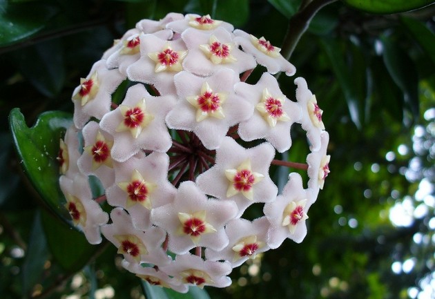 Hoya. Lilin ivy