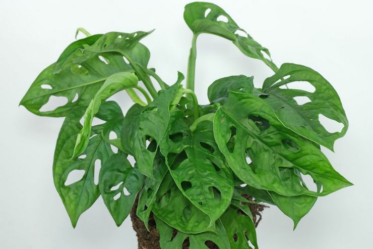 Monstera Adansona