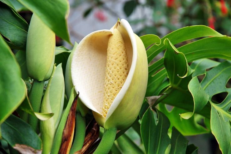 Blommande monstera