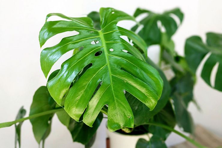 Monstera gourmet