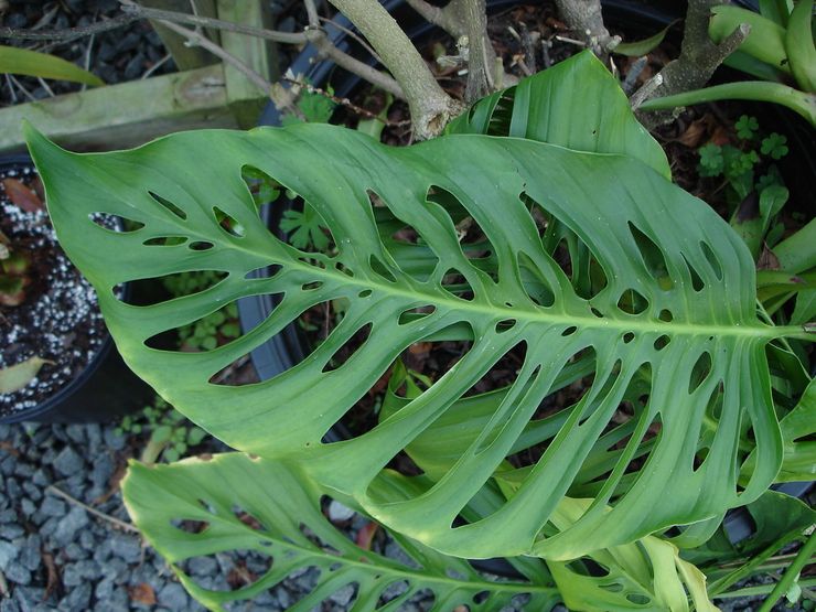 Monstera menumbuk