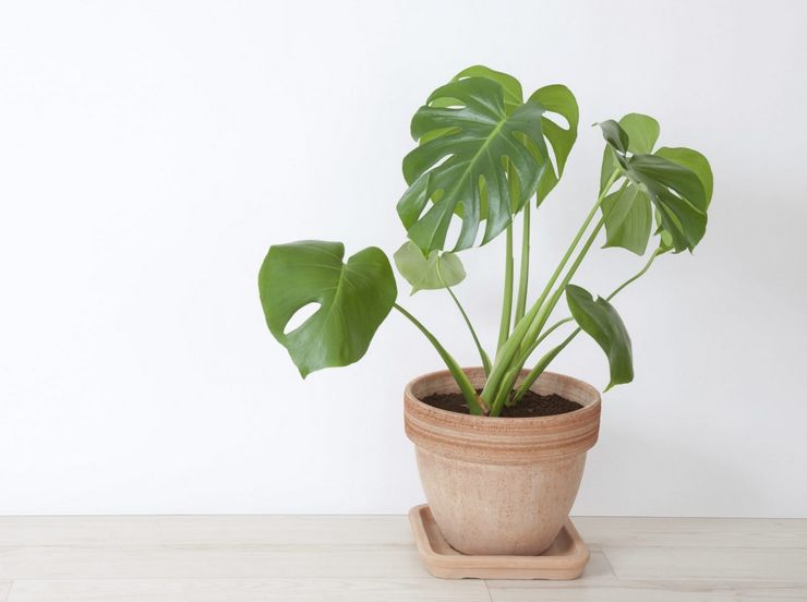 Monstera