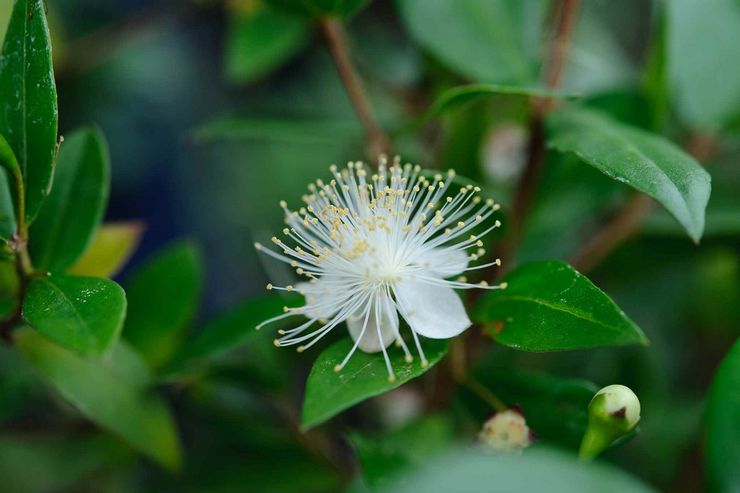 Myrtle biasa