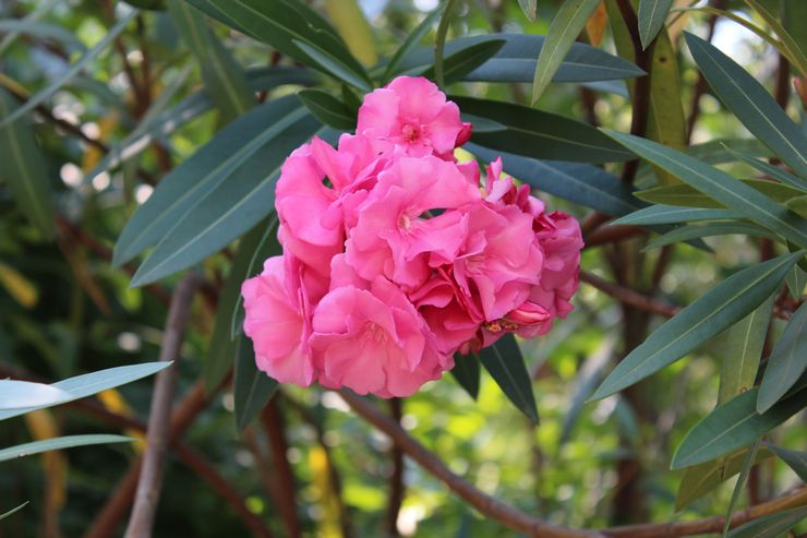 Oleander biasa