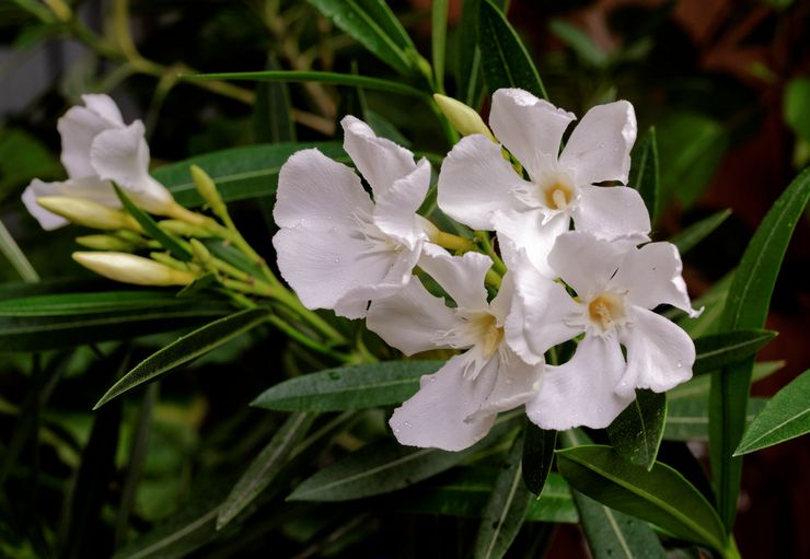 Oleander putih