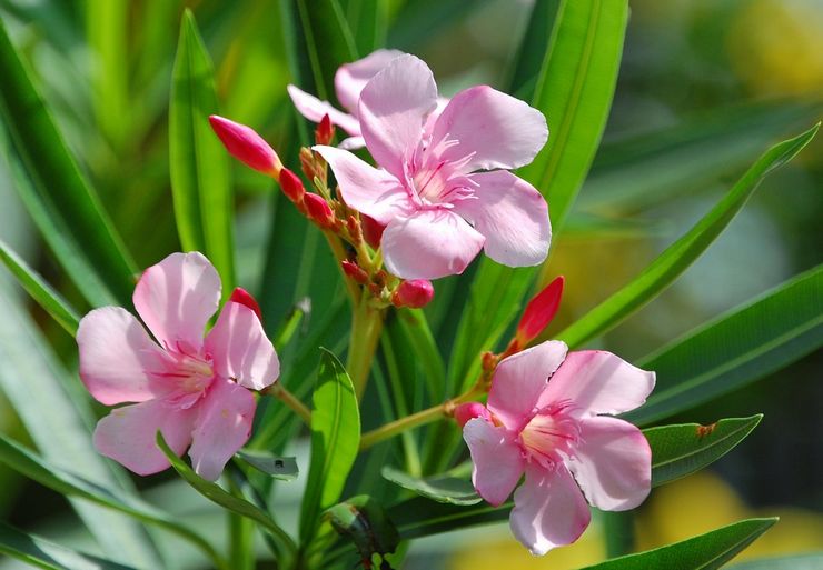 Oleander mekar