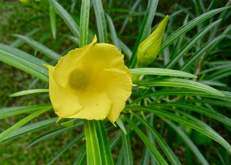 Oleander kuning