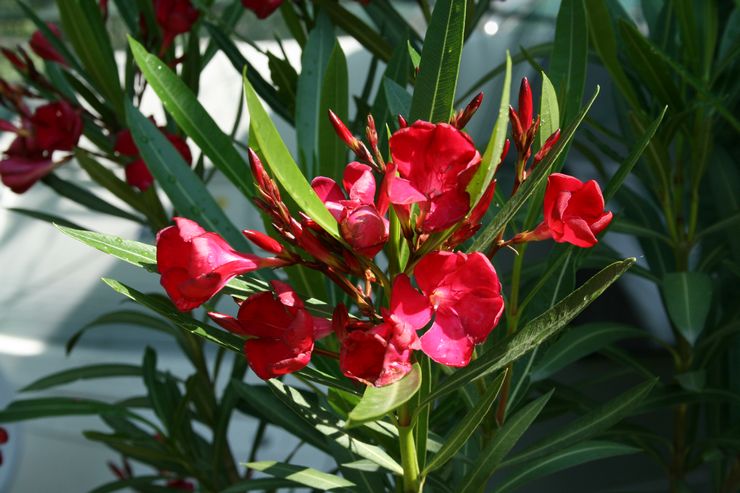 Oleander merah