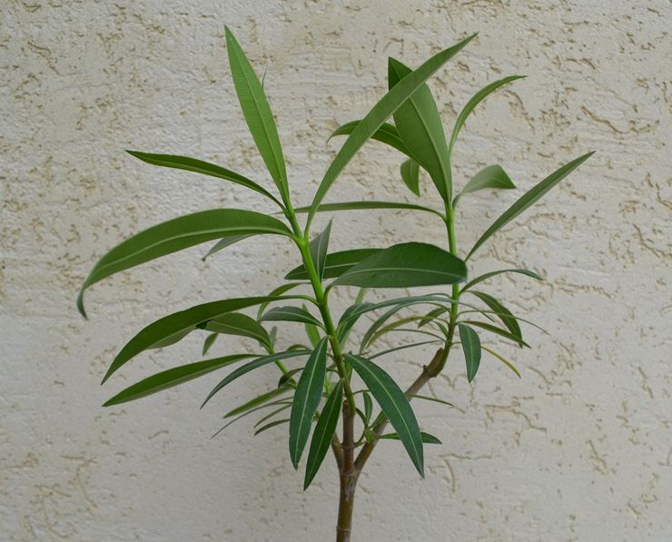 Pemangkasan oleander