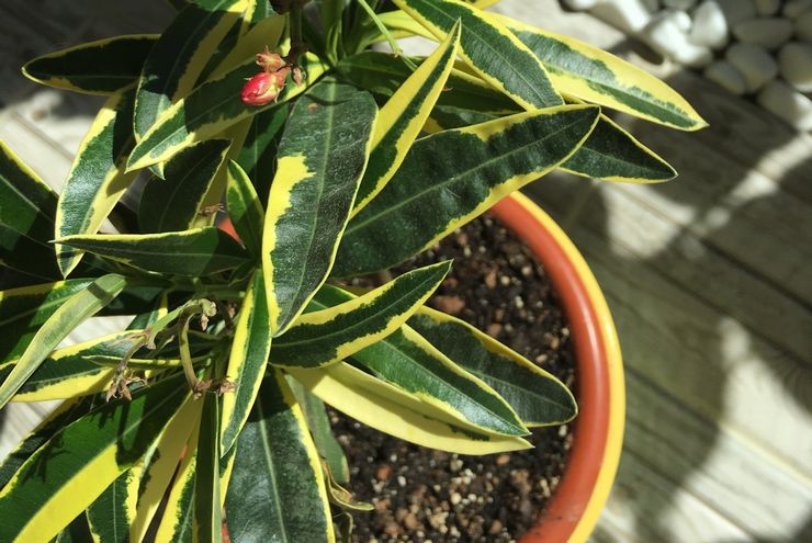 Växande oleander