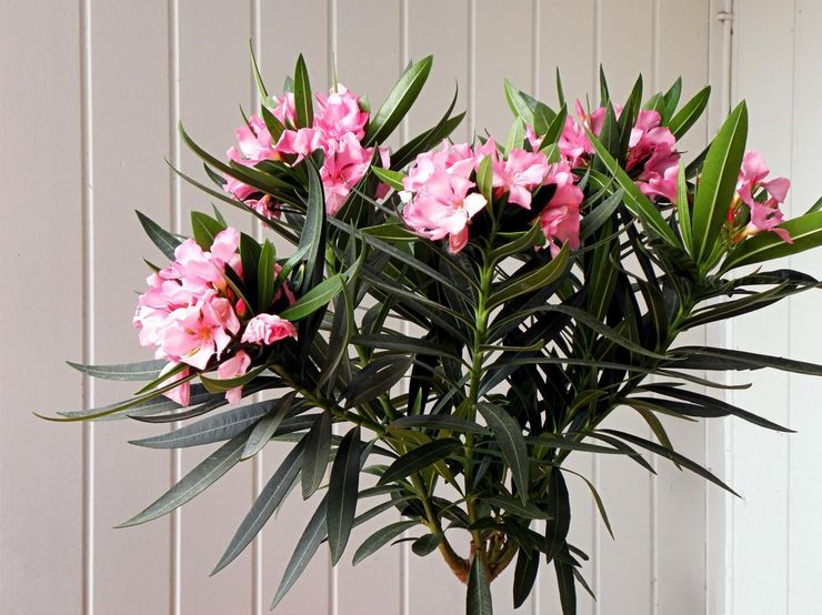 Oleander växt