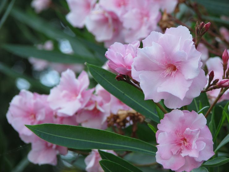 Oleander rosa frotté