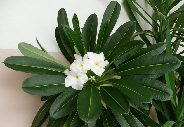 För ordentlig vård på 6-7 år kommer pachypodium att belöna dig med sin blomning