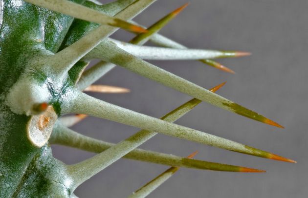 Ibu bapa yang dihormati, jus pachypodium beracun!