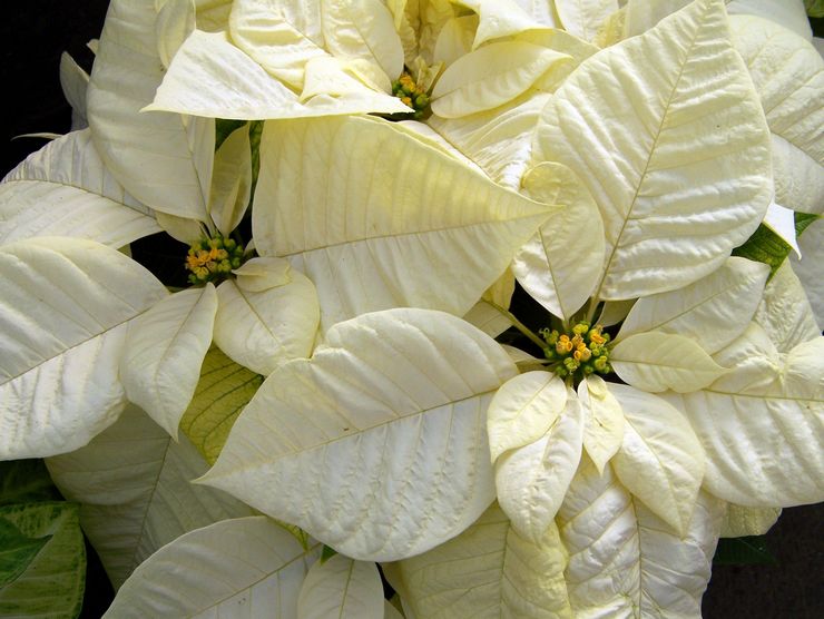 Poinsettia putih