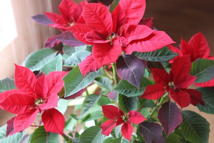 Poinsettia yang mekar