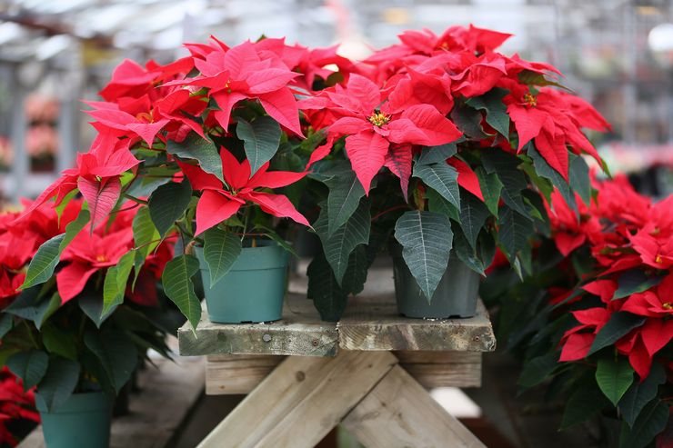 Poinsettia merah