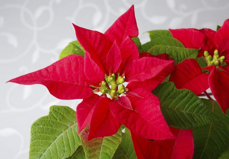 Penerangan mengenai poinsettia