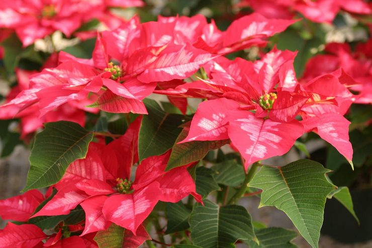 Poinsettia yang pelbagai