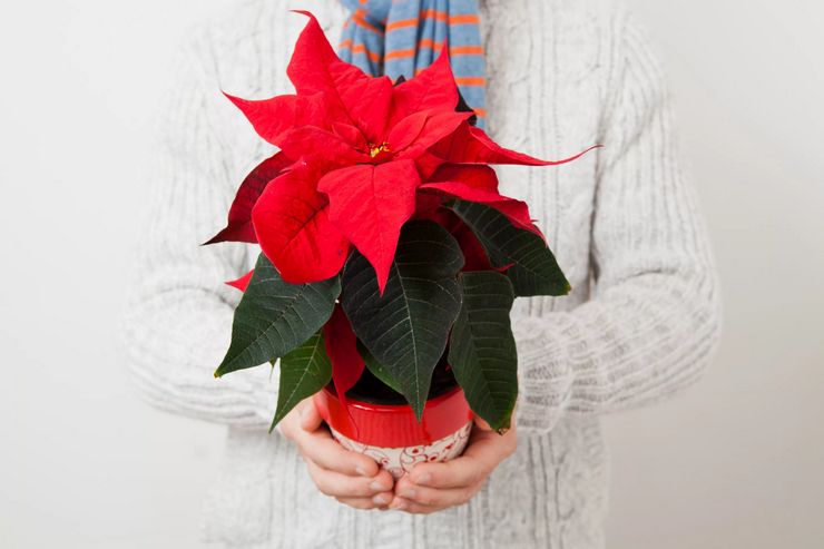 Membeli poinsettia