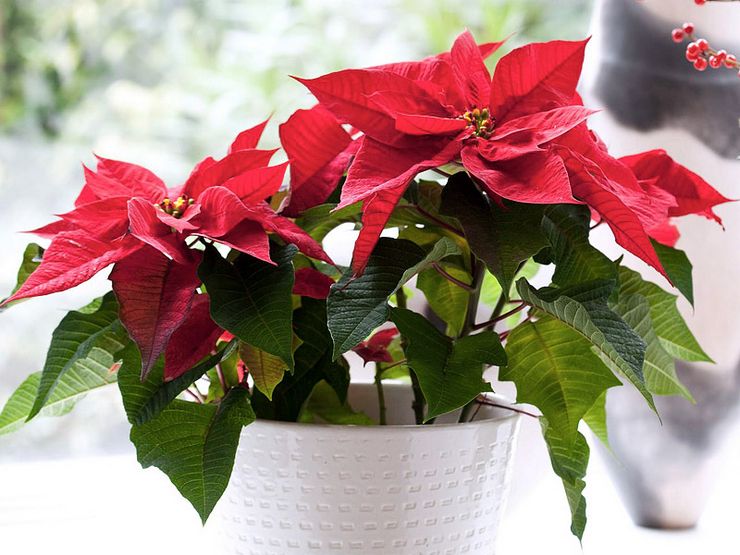 Tanda dan takhayul yang berkaitan dengan poinsettia