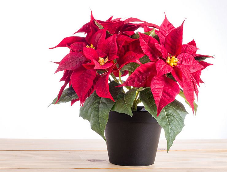 Poinsettia (bintang Krismas)