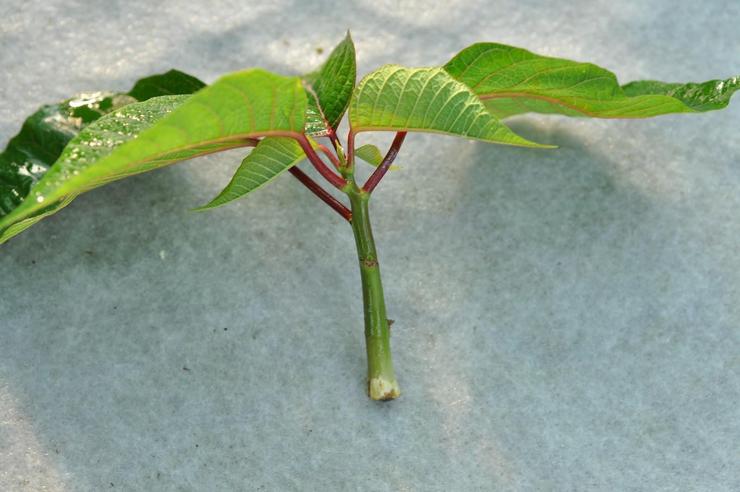 Pembiakan poinsettia