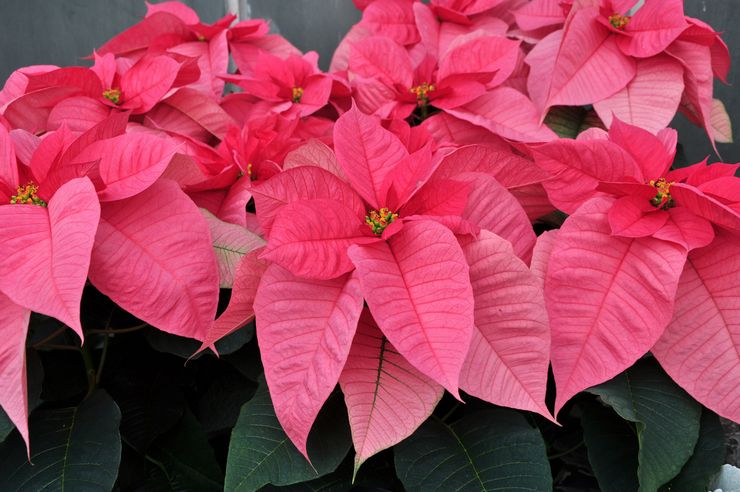 Poinsettia merah jambu