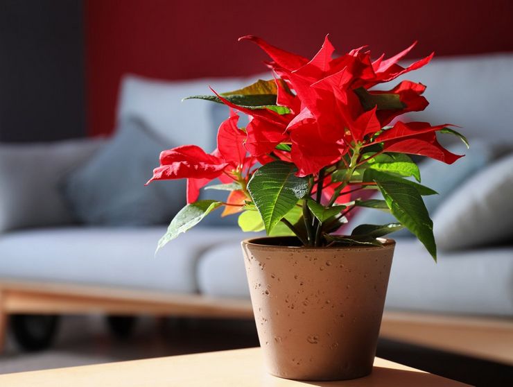 Poinsettia yang semakin meningkat