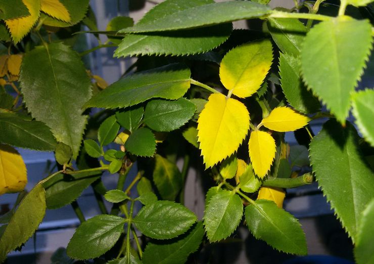 Daun menjadi kuning berhampiran sebuah bilik mawar