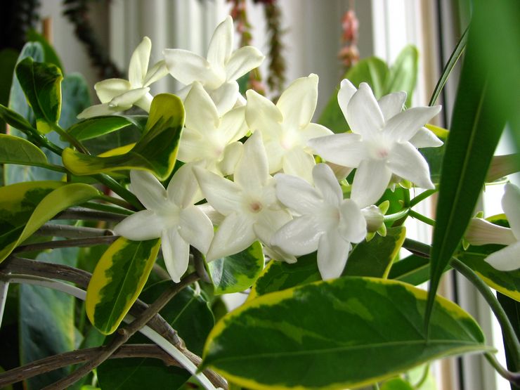 Blommande stephanotis