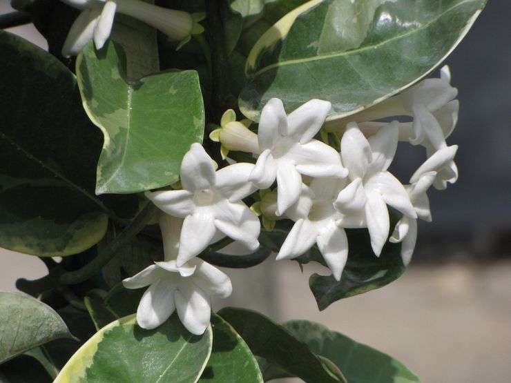 Stephanotis är mycket mångsidig