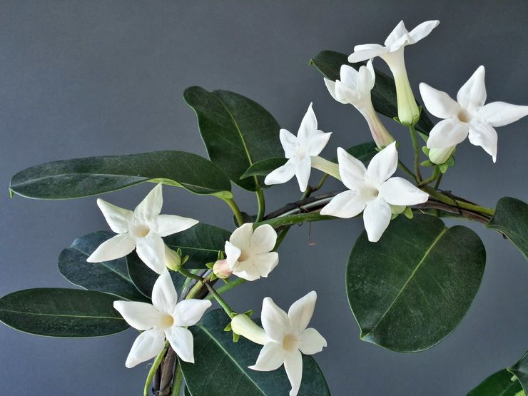 Stephanotis riktigt