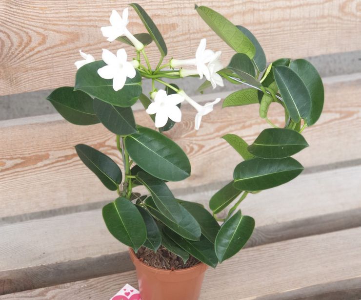 Gödselmedel för stephanotis