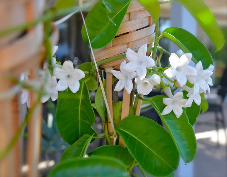 Stephanotis hemma: tecken