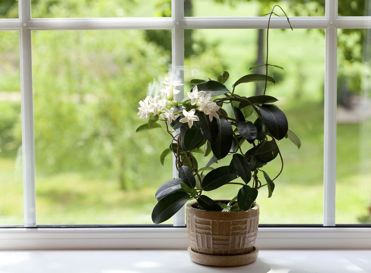 Stephanotis penjagaan rumah